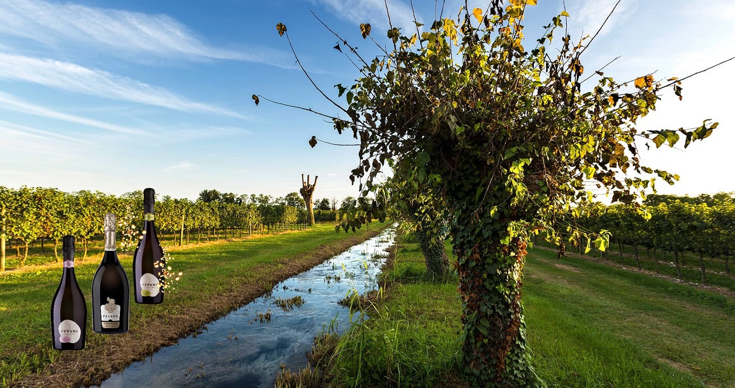 Un brindisi con la Cantina Pitars